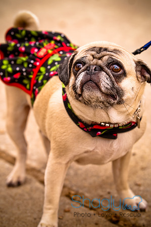 Pugapalooza2010-129
