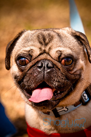 Pugapalooza2010-230