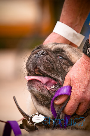 Pugapalooza2010-11