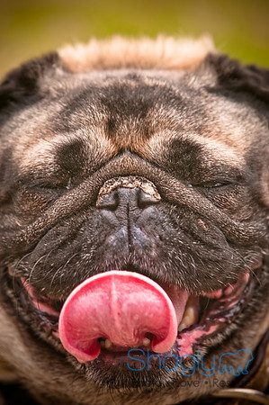 Pugapalooza2010-5