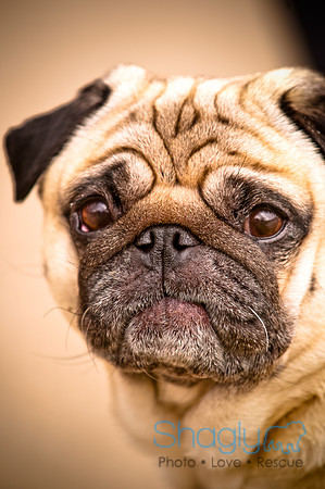 Pugapalooza2010-123