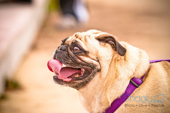 Pugapalooza2010-71