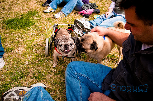Pugapalooza2010-187