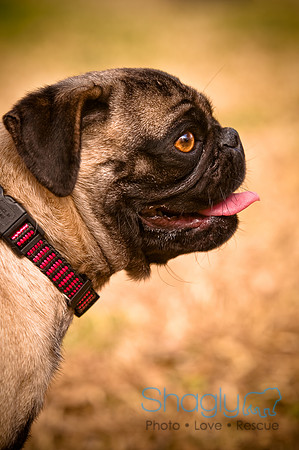 Pugapalooza2010-248