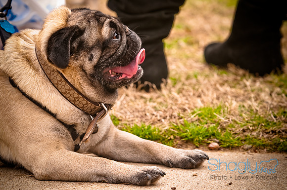 Pugapalooza2010-93