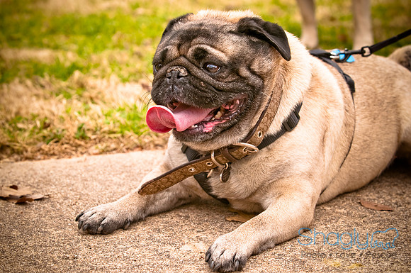 Pugapalooza2010-2