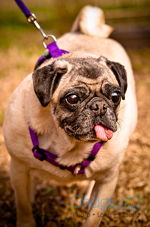 Pugapalooza2010-254