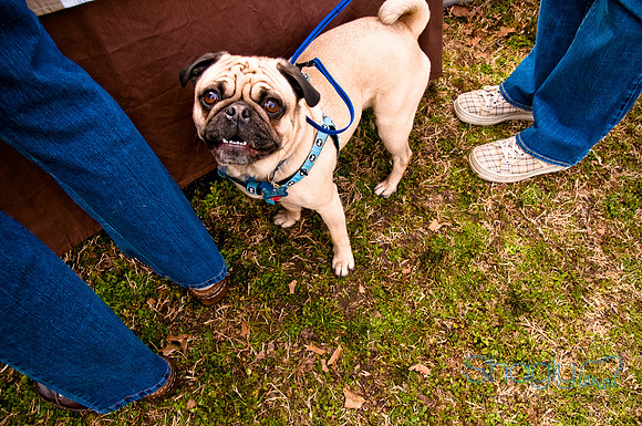 Pugapalooza2010-183