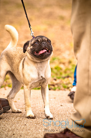 Pugapalooza2010-35
