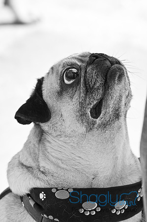 Pugapalooza2010-196