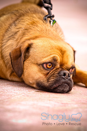 Pugapalooza2010-114