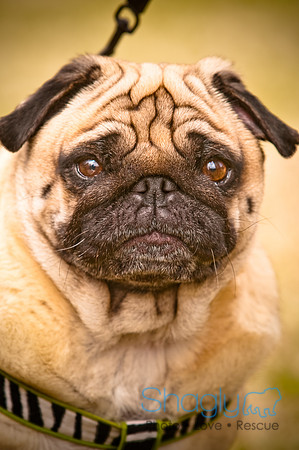Pugapalooza2010-141