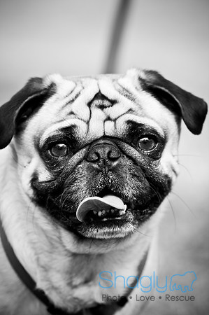 Pugapalooza2010-258