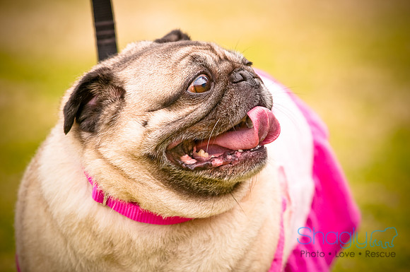 Pugapalooza2010-24