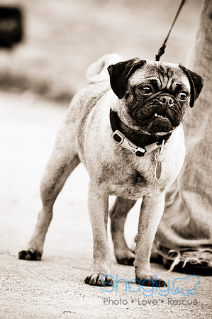 Pugapalooza2010-98