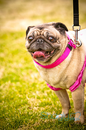 Pugapalooza2010-22
