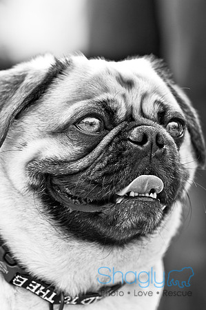 Pugapalooza2010-86