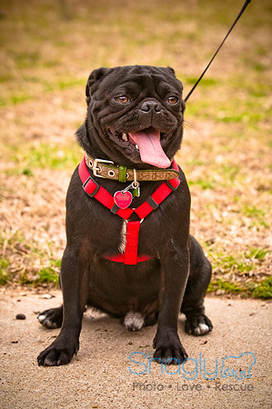 Pugapalooza2010-105