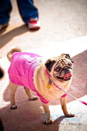 Pugapalooza2010-195