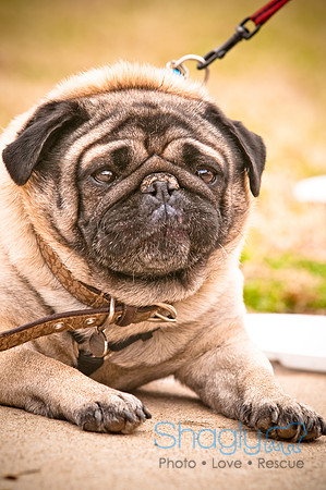 Pugapalooza2010-108