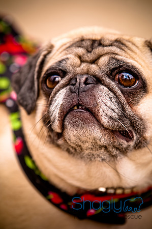Pugapalooza2010-130