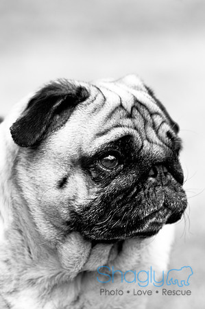 Pugapalooza2010-138