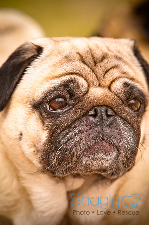 Pugapalooza2010-140