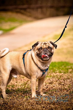 Pugapalooza2010-256