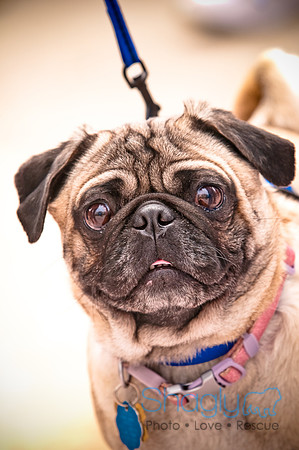 Pugapalooza2010-81