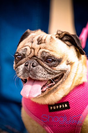 Pugapalooza2010-171