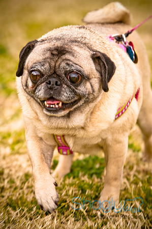 Pugapalooza2010-32