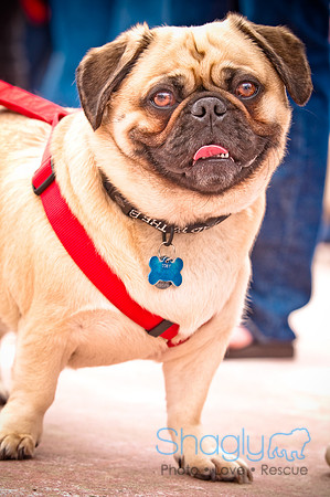 Pugapalooza2010-85