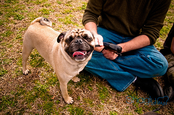 Pugapalooza2010-191
