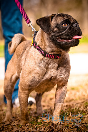 Pugapalooza2010-245