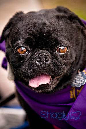 Pugapalooza2010-122