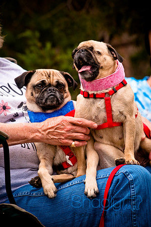 Pugapalooza2010-50