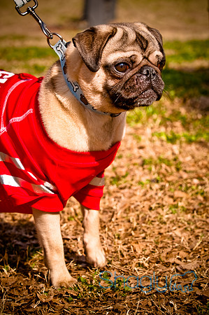 Pugapalooza2010-235
