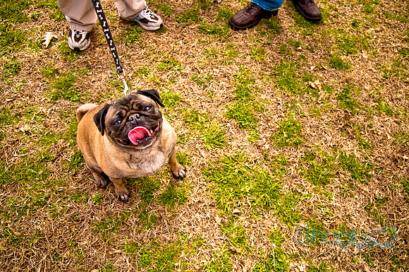 Pugapalooza2010-192