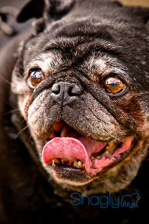 Pugapalooza2010-149