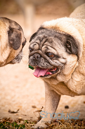 Pugapalooza2010-39
