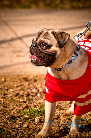 Pugapalooza2010-225