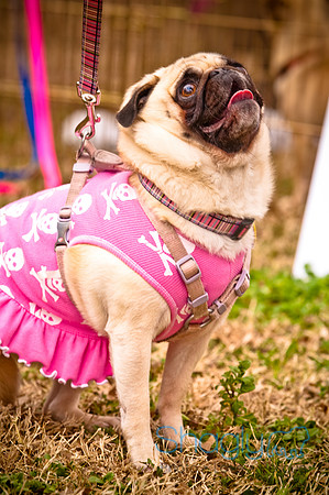 Pugapalooza2010-52