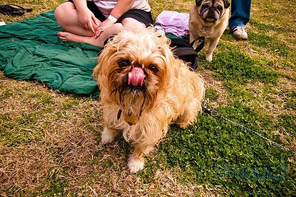 Pugapalooza2010-186
