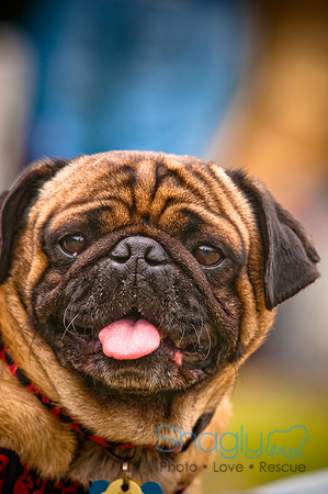 Pugapalooza2010-59
