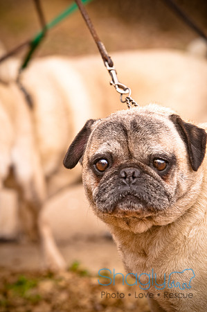 Pugapalooza2010-36