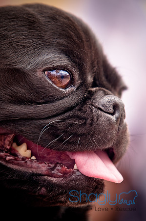 Pugapalooza2010-92