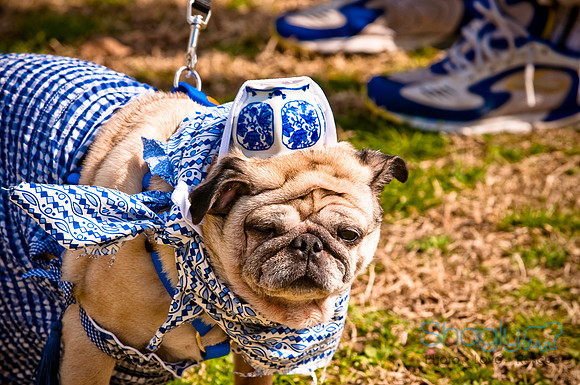 Pugapalooza2010-201