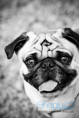 Pugapalooza2010-265