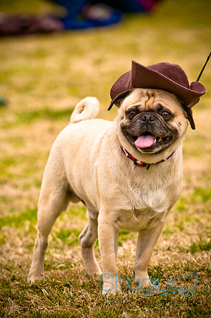 Pugapalooza2010-54