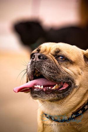 Pugapalooza2010-153